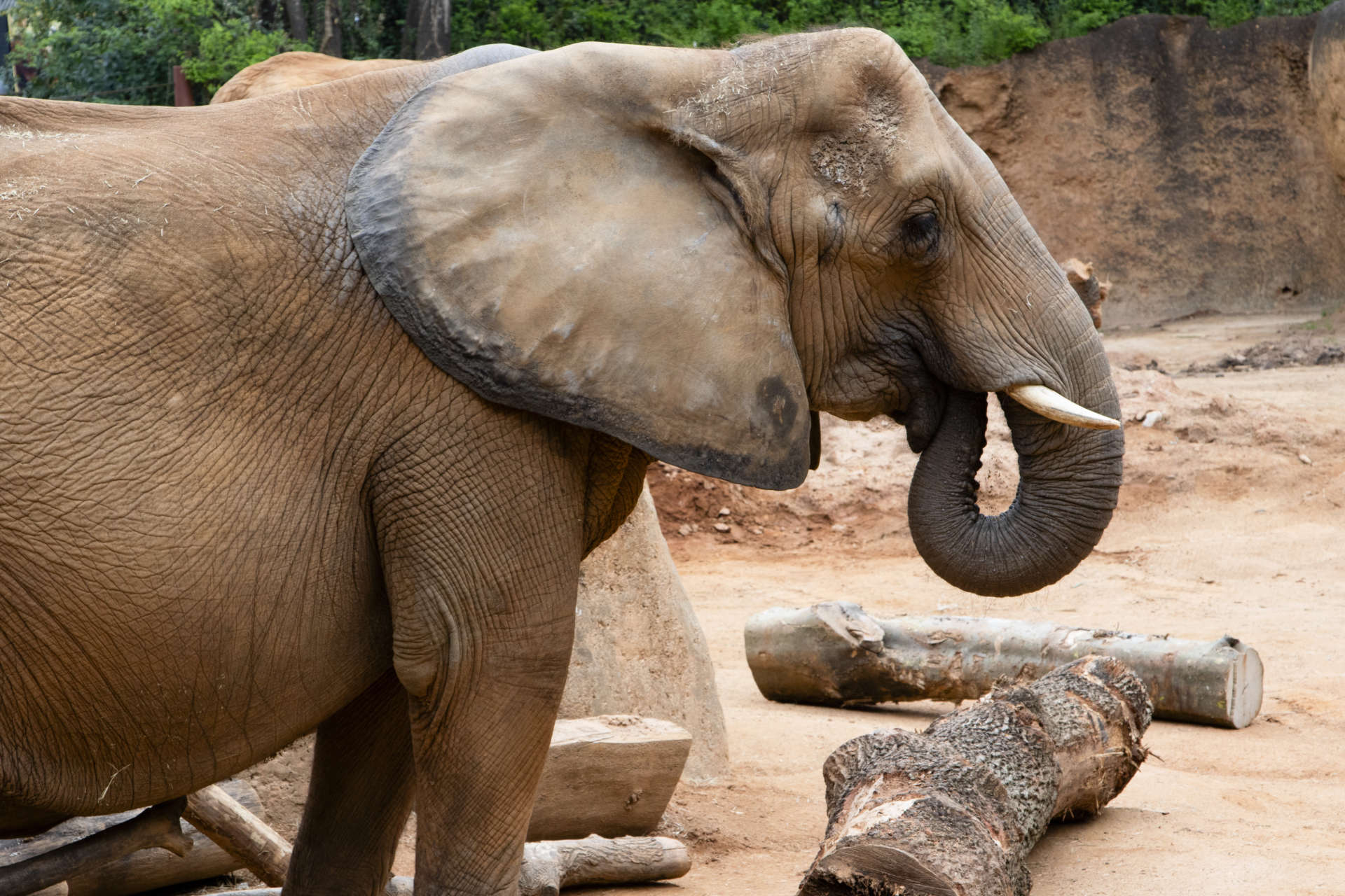 Protecting our planet - Zoo Atlanta