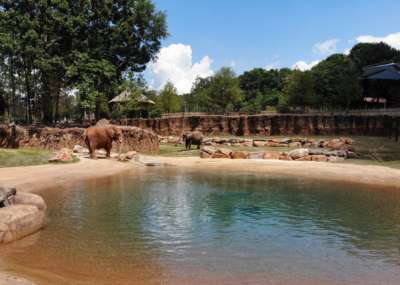 Pond in front of elephants in African Savanna