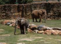 Two elephants in African Savanna