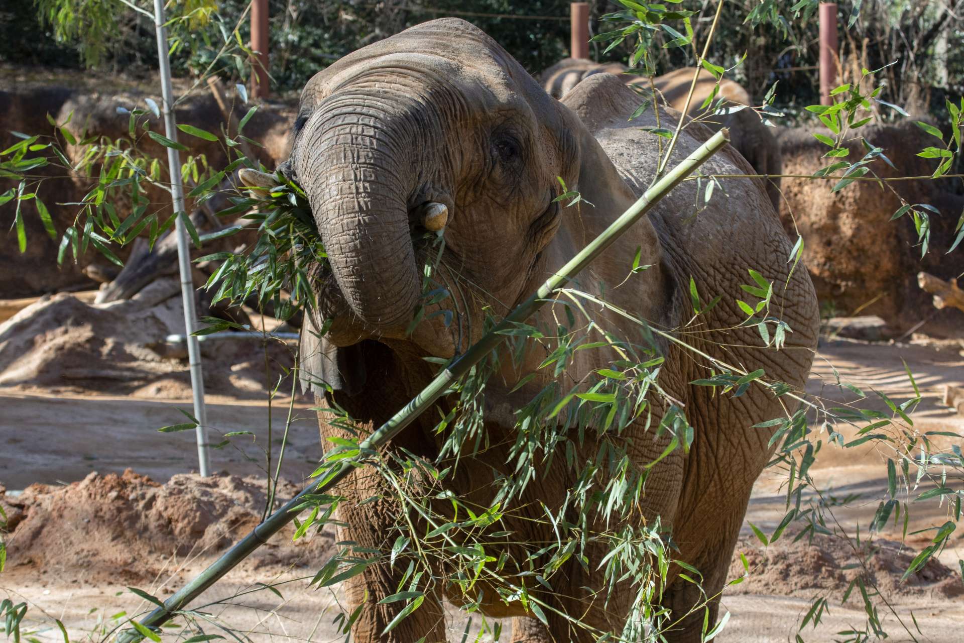 How do elephants stay warm in winter? - Zoo Atlanta