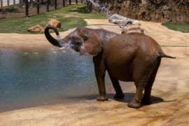 Elephant Kelly splashes water from a pond on herself with her trunk.