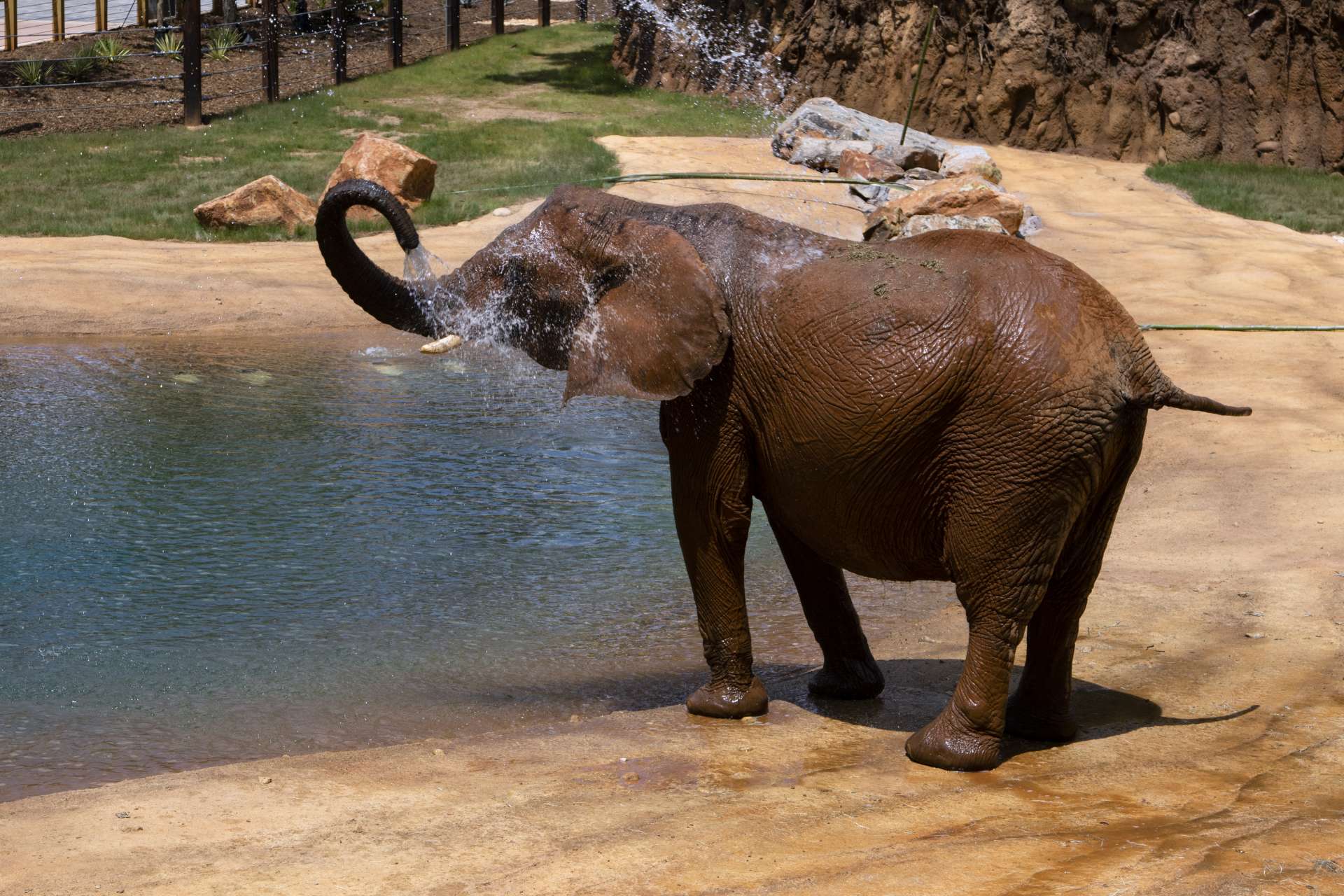 canmom — When elephants suck water in their trunks, do they