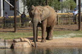 an elephant dips its trunk in the pond