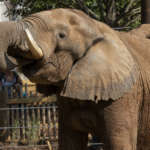 a close up of an elephant