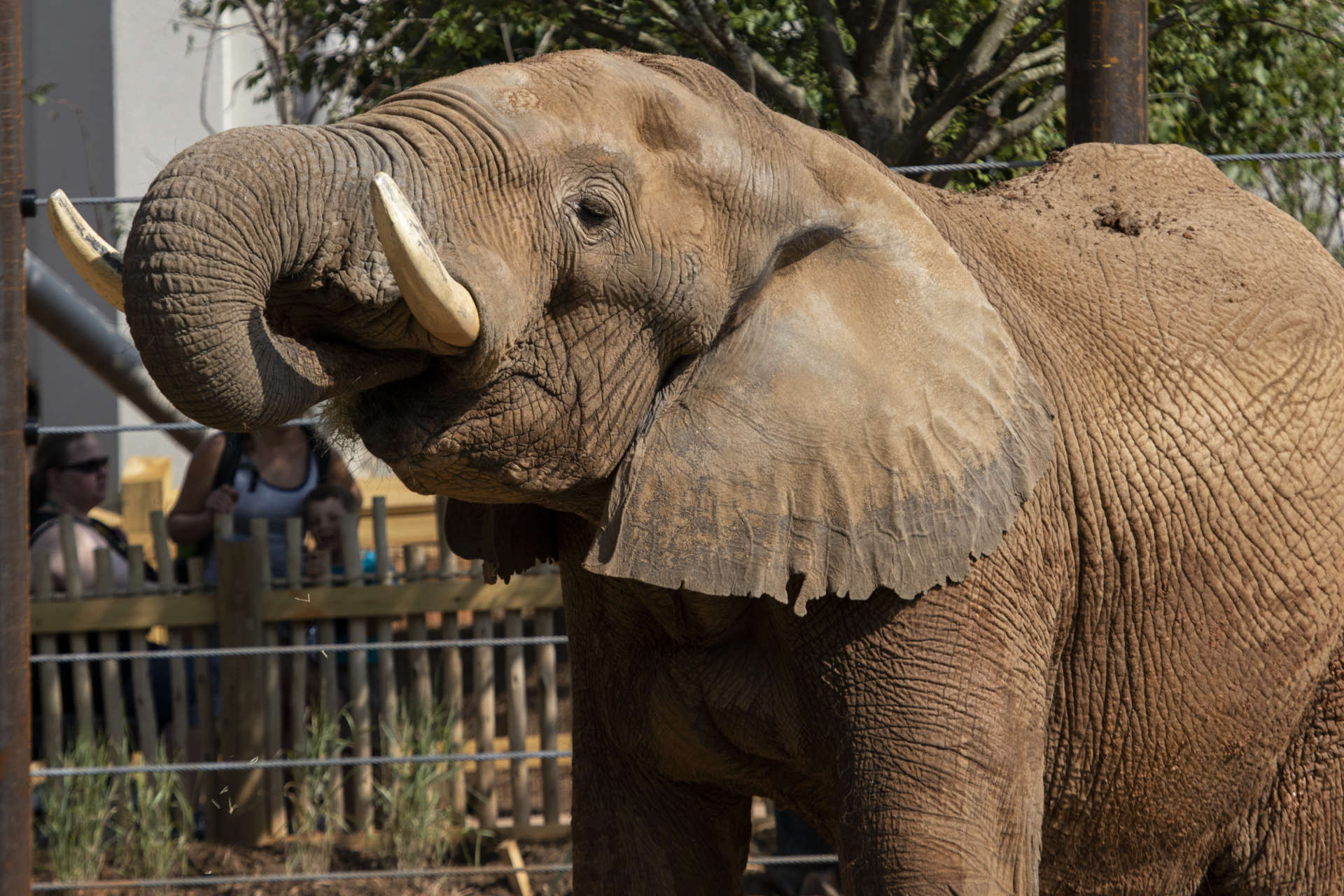 A harmonic training tool - Zoo Atlanta