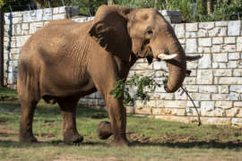 an elephant holds a leafy branch