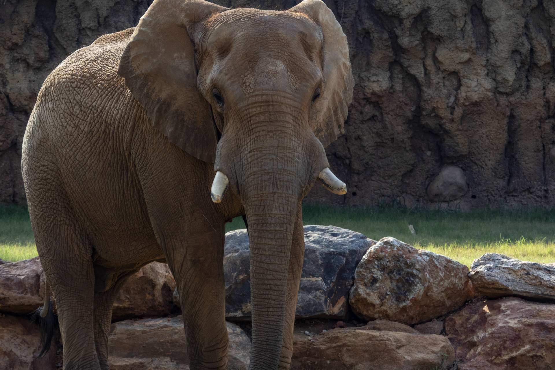 Msholo - Zoo Atlanta