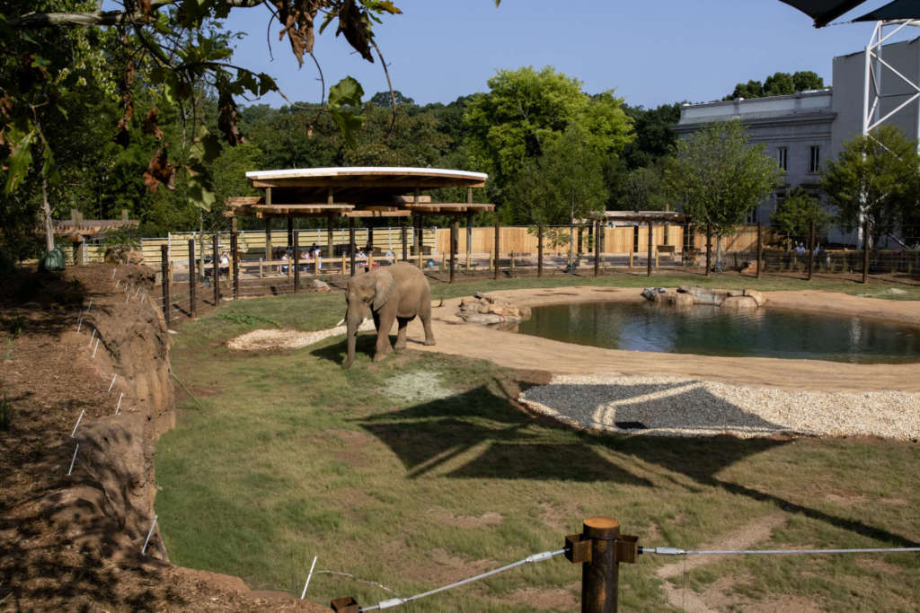 an elephant in its outdoor habitat