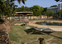 an elephant in its outdoor habitat