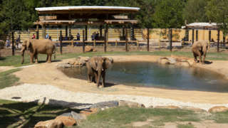 three elephants in their outdoor habitat