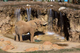 an elephant engages with waterfall enrichment in its outdoor habitat