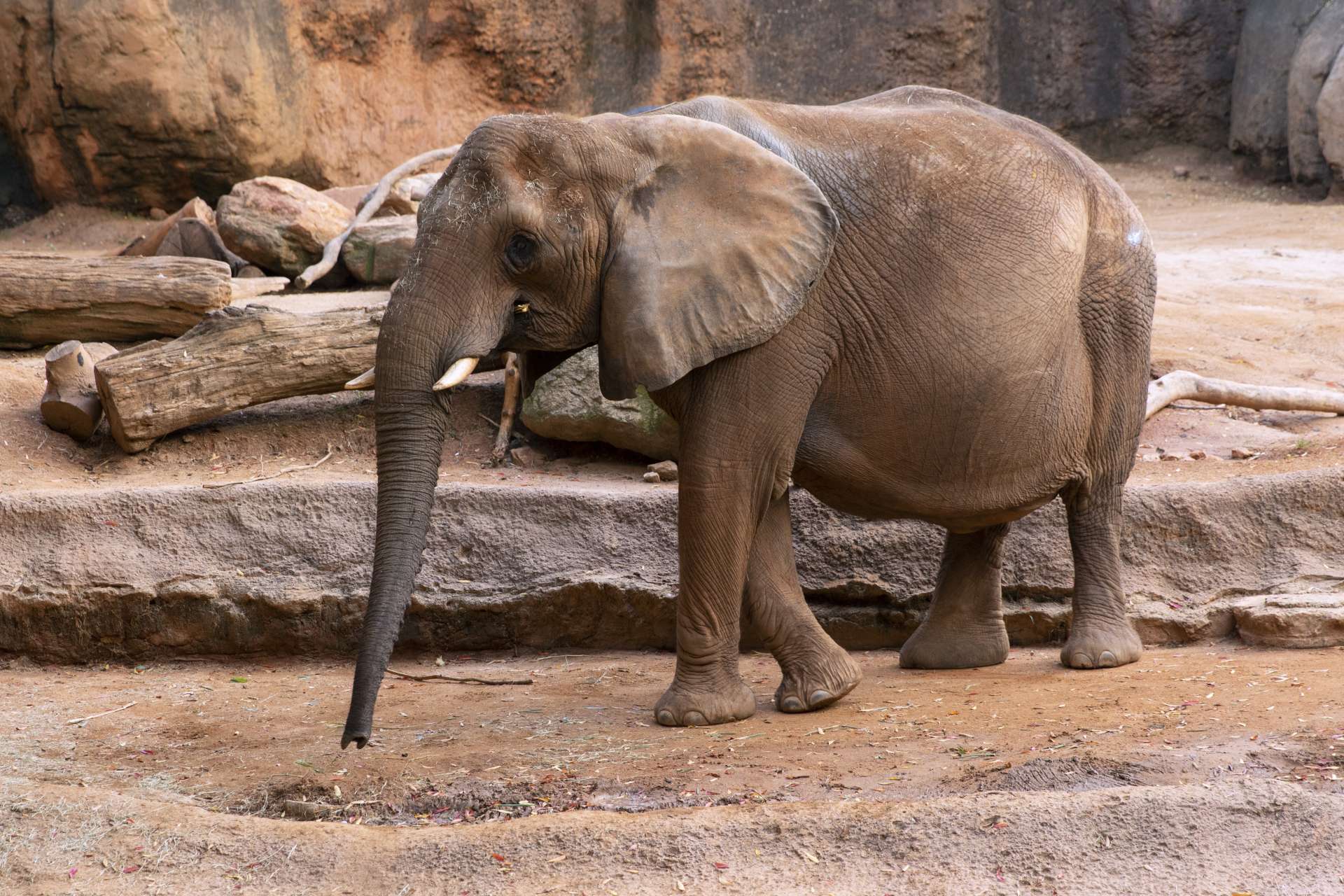 Elephant Care Demonstration - Zoo Atlanta