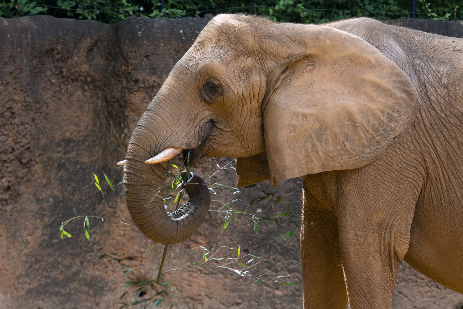 Уши слоника