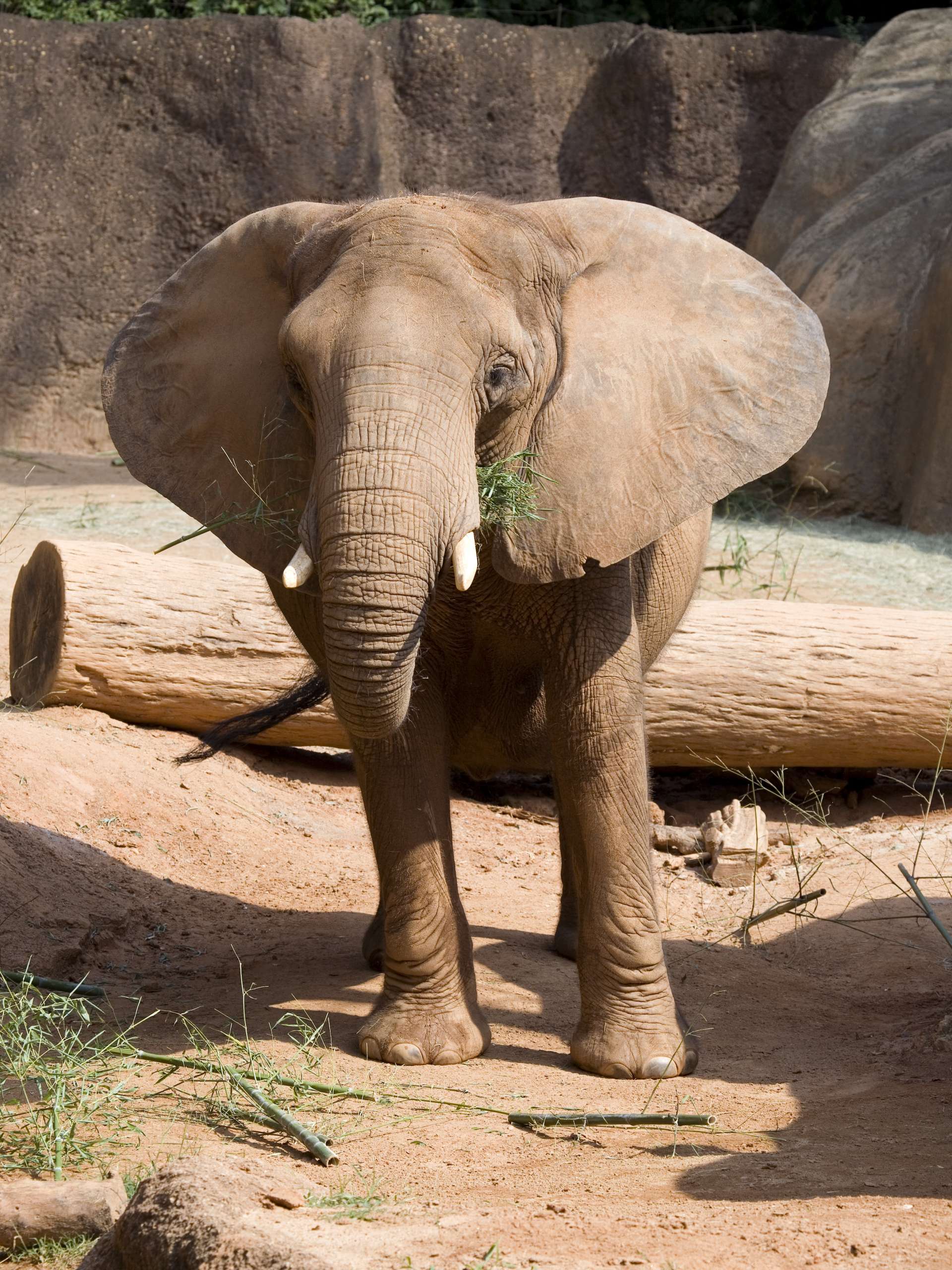 Caring for pachyderm pads | Zoo Atlanta