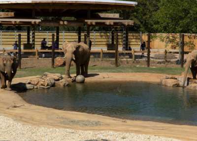 Three elephants stand around the pool in their habitat with guests watching from the other side of cables behind the elephants.