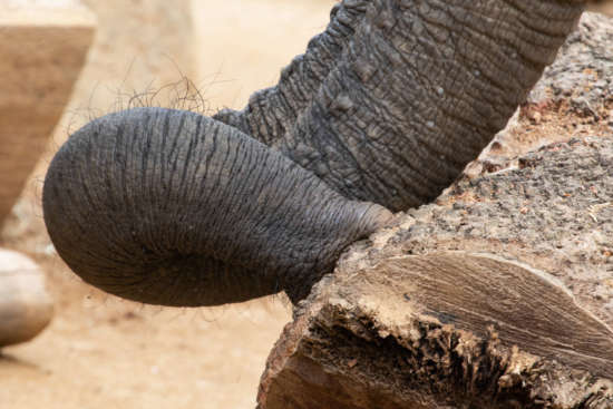 elephant trunk log ZA 7872