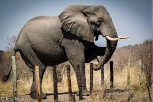 elephants for africa