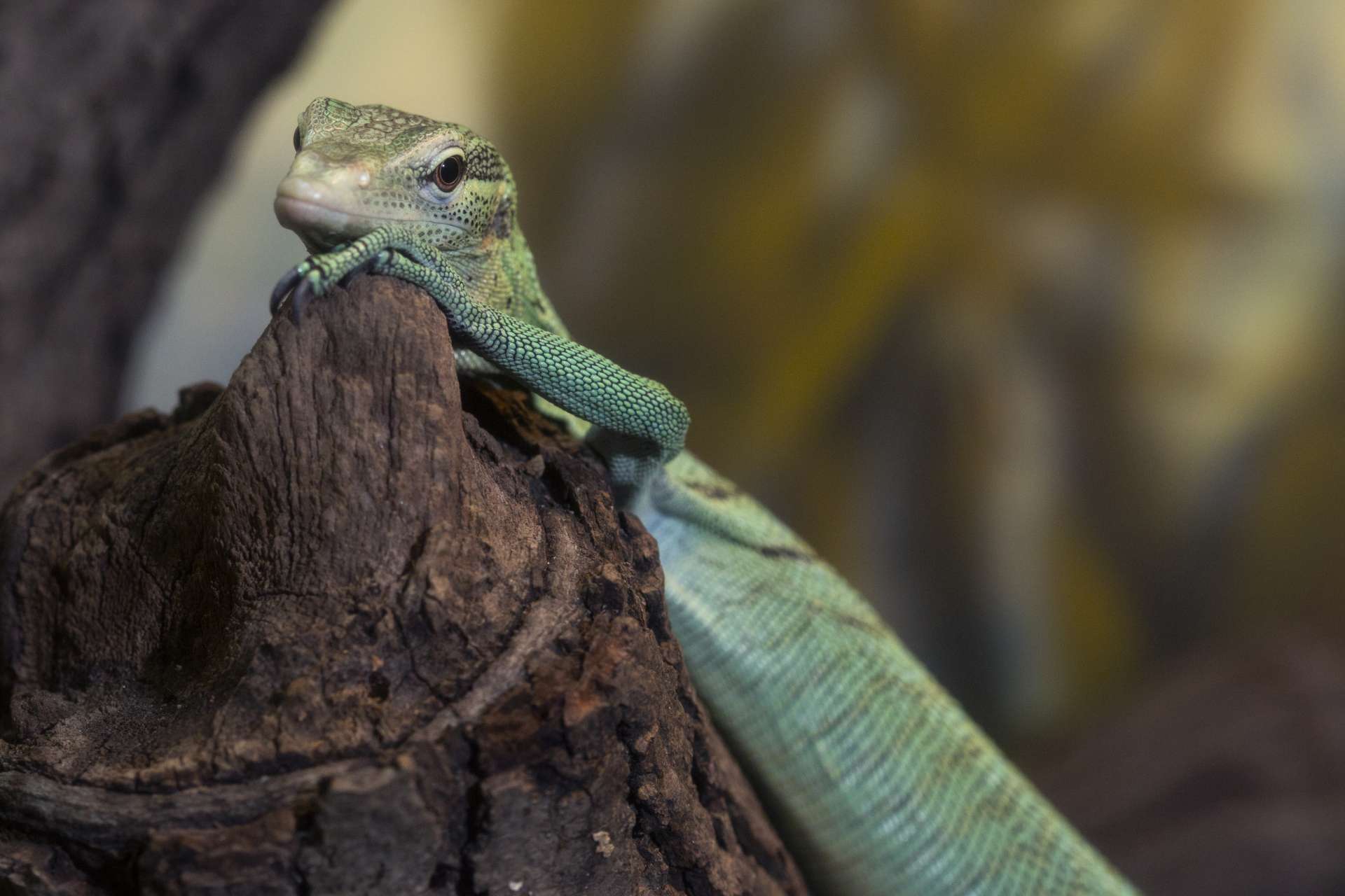 Reptiles are Everywhere Zoo Atlanta