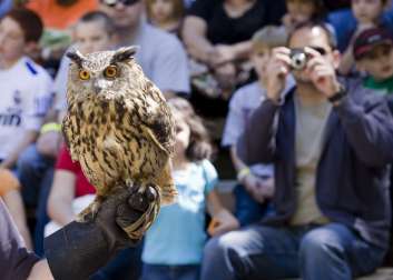 An owl sits on a gloved hand in front of an audience. One man is taking a photo.