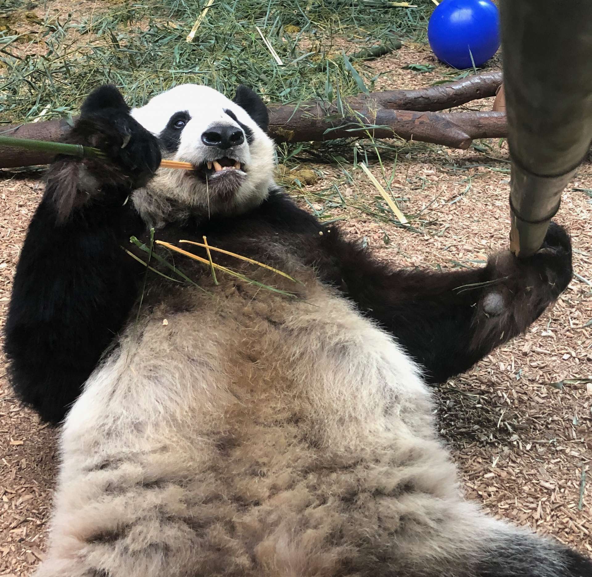 Panda Updates Friday, June 21 Zoo Atlanta