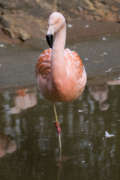 closeup of a flamingo