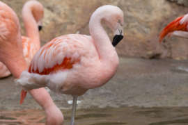 closeup of a flamingo