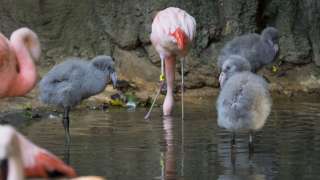 Three gray and fuzzy flamingo chicks wade in the water amongst the bright pink adult flamingos.
