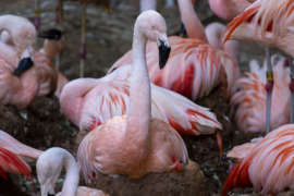 several flamingos in their outdoor habitat