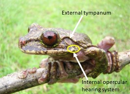 a diagram of a frog ear