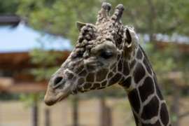 Closeup of Abu the giraffe
