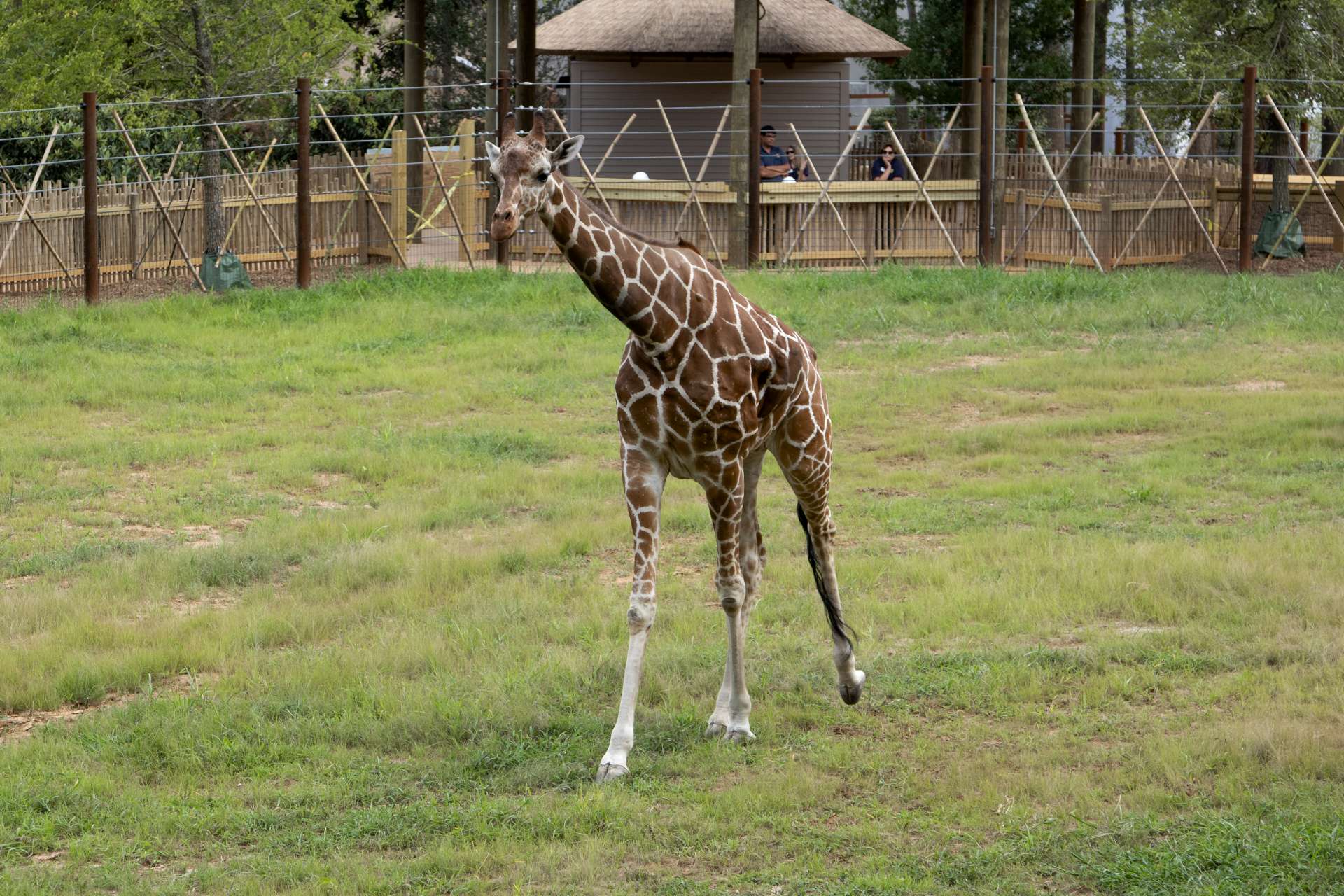 Giraffe - Zoo Atlanta