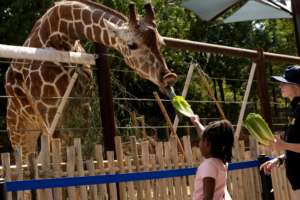 Kid feeding giraffe at feeding deck