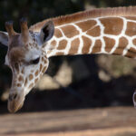 A giraffe bows his head down