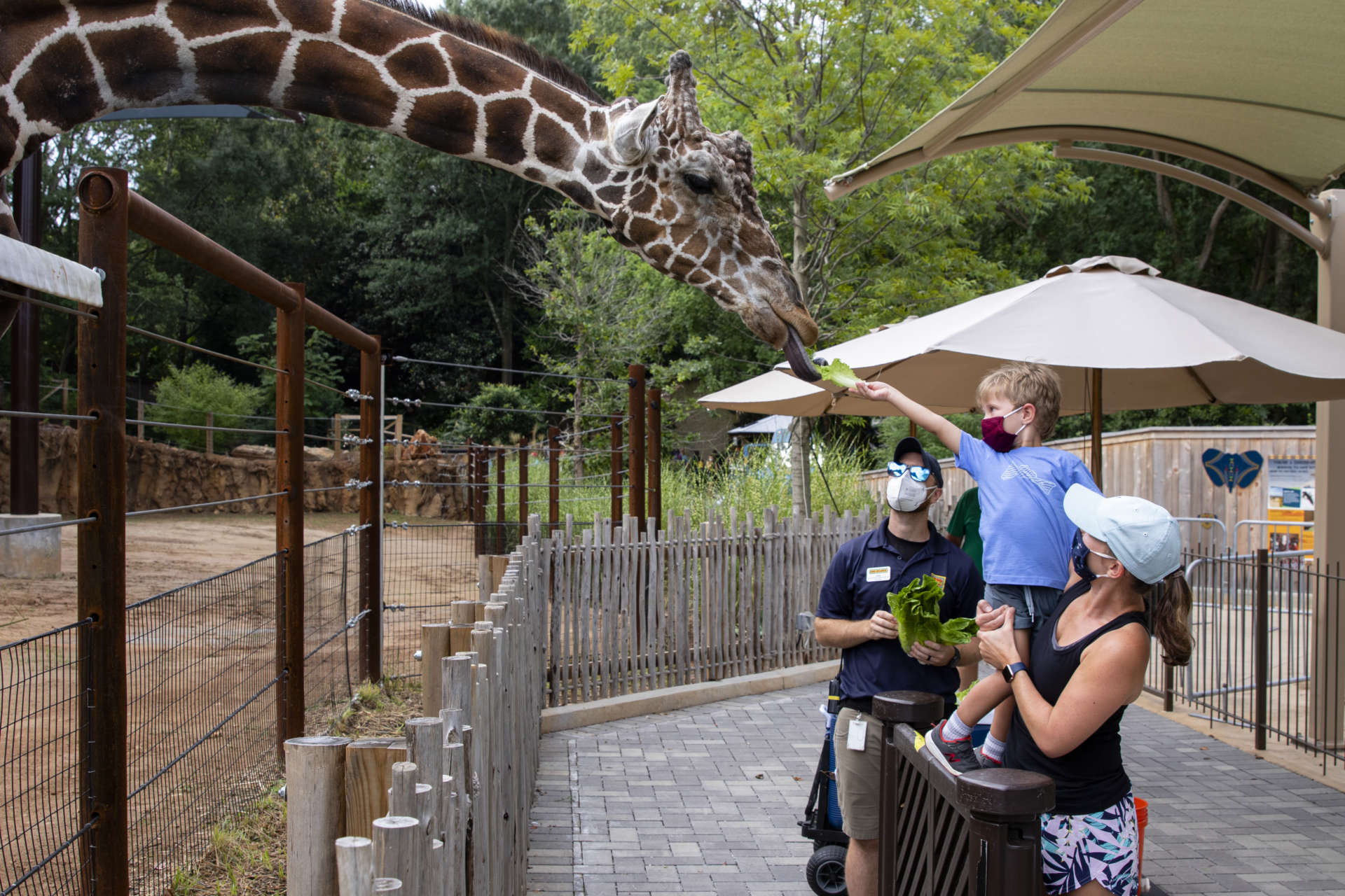 GIRAFFE FEEDING RETURNS AT ZOO ATLANTA - Zoo Atlanta