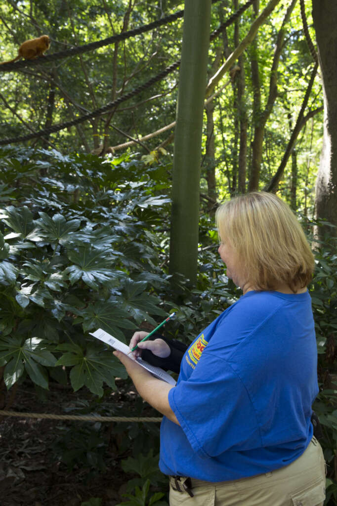 Adult Volunteer Zoo Crew Program Zoo Atlanta