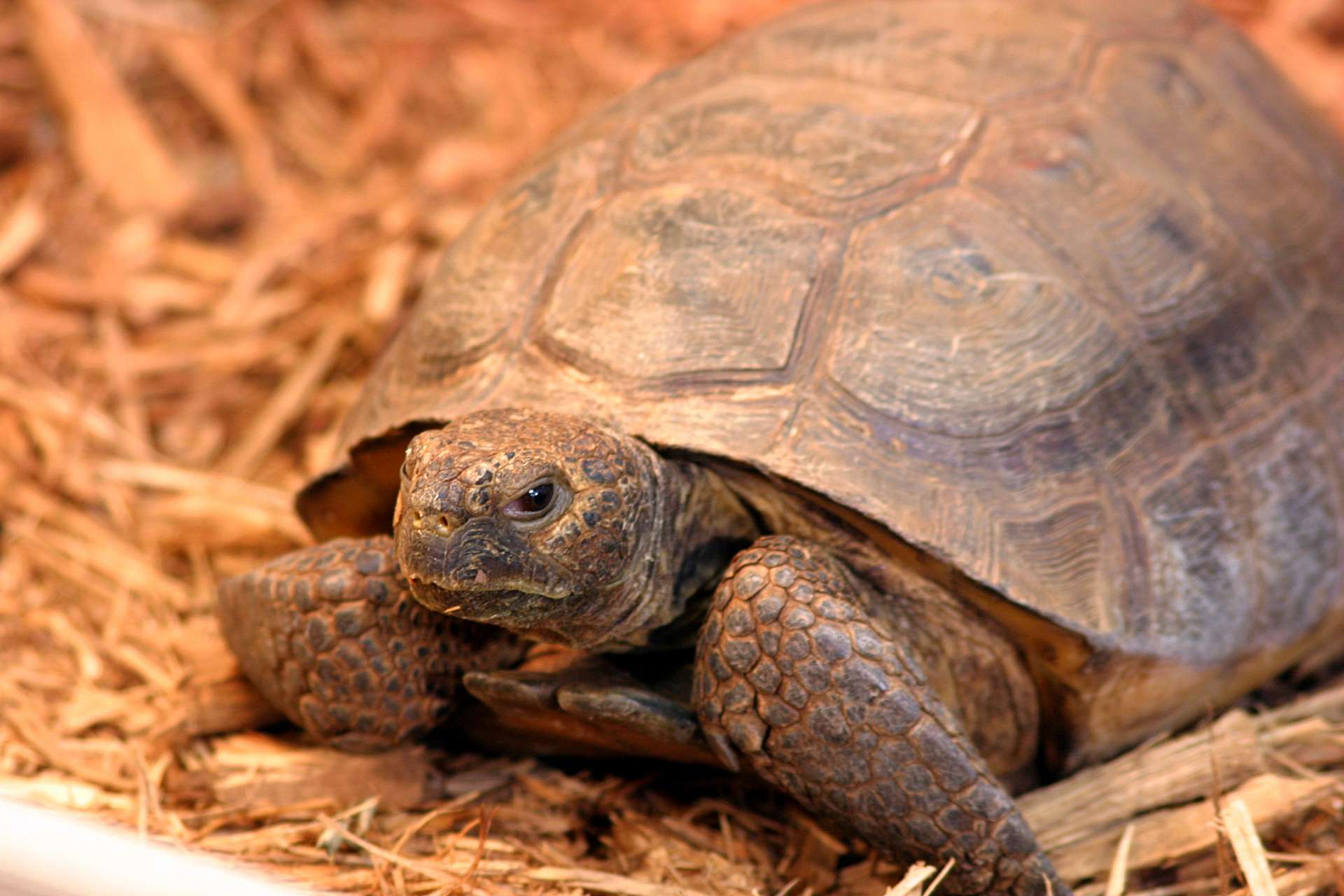 A season for brumation - Zoo Atlanta