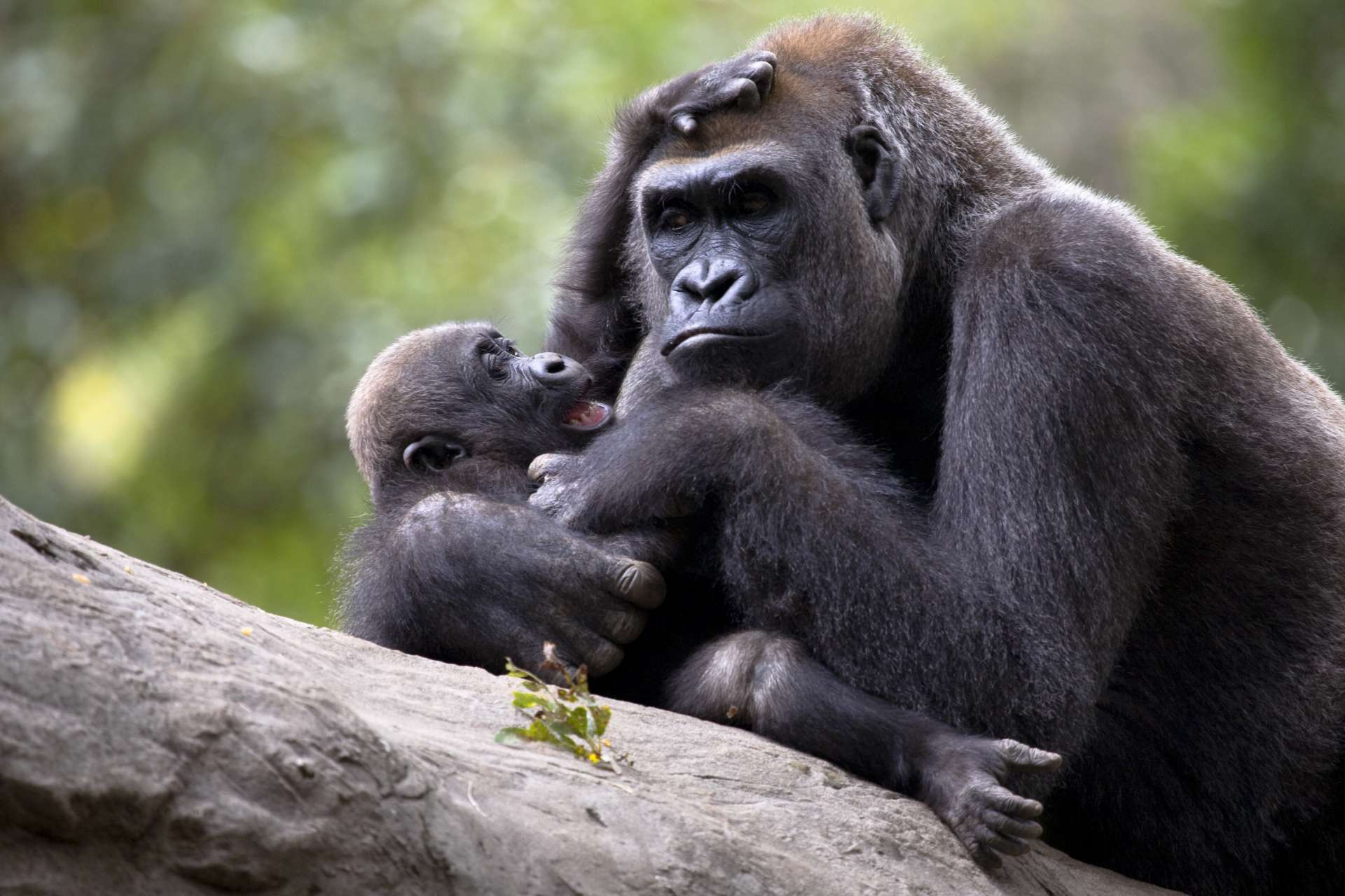 Primate Communication Zoo Atlanta