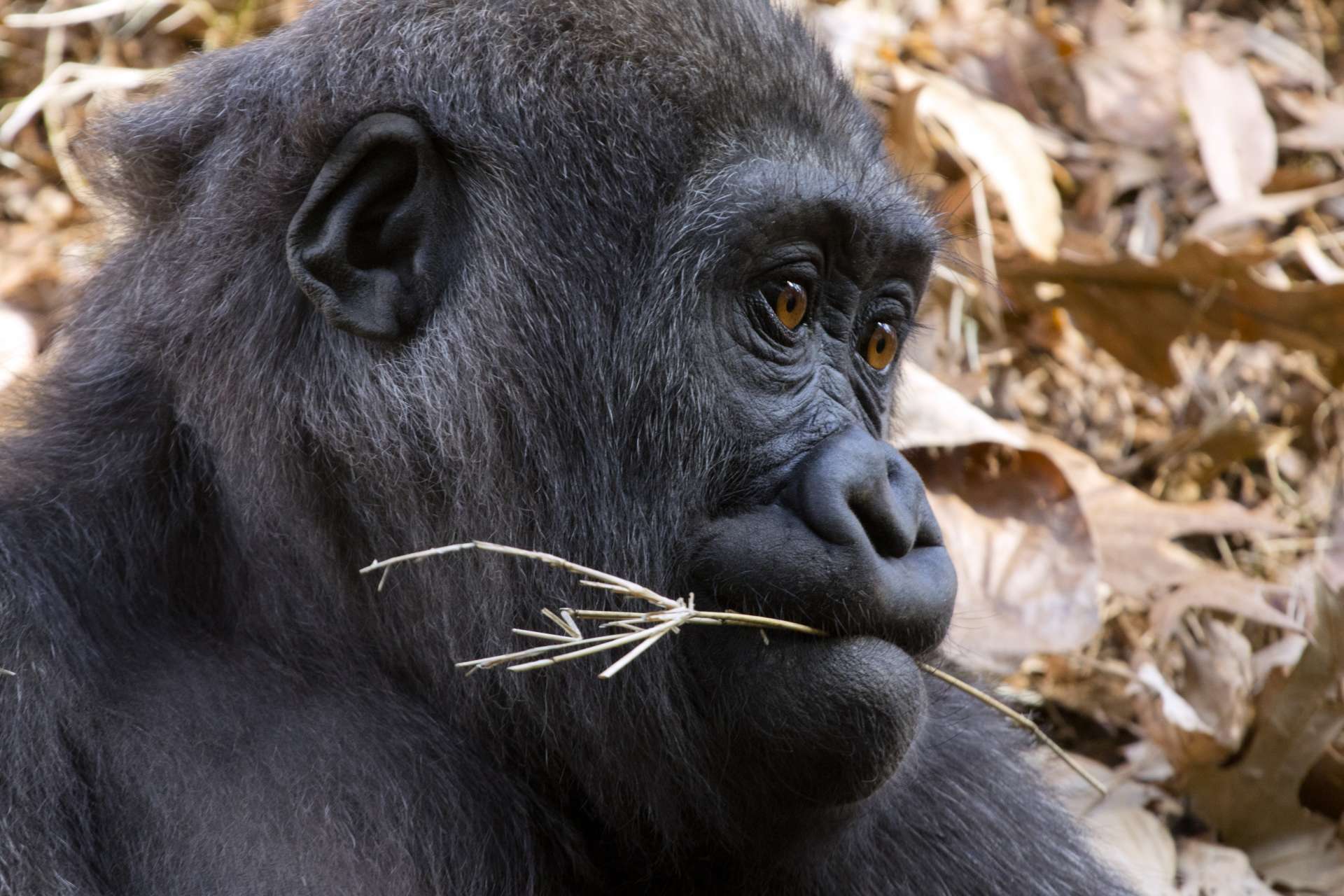 Great Tips For A Green Holiday - Zoo Atlanta