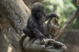 Young gorilla Anaka sits on the concrete tree in her zoo habitat.