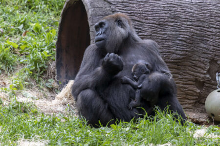 gorilla Shalia sits with her infant.
