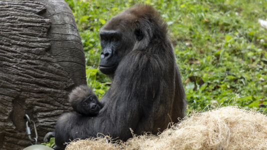 Shalia the gorilla holds Willie B. III the baby gorilla.
