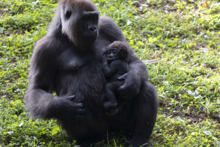 Mother Western lowland gorilla in grass holding her infant gorilla