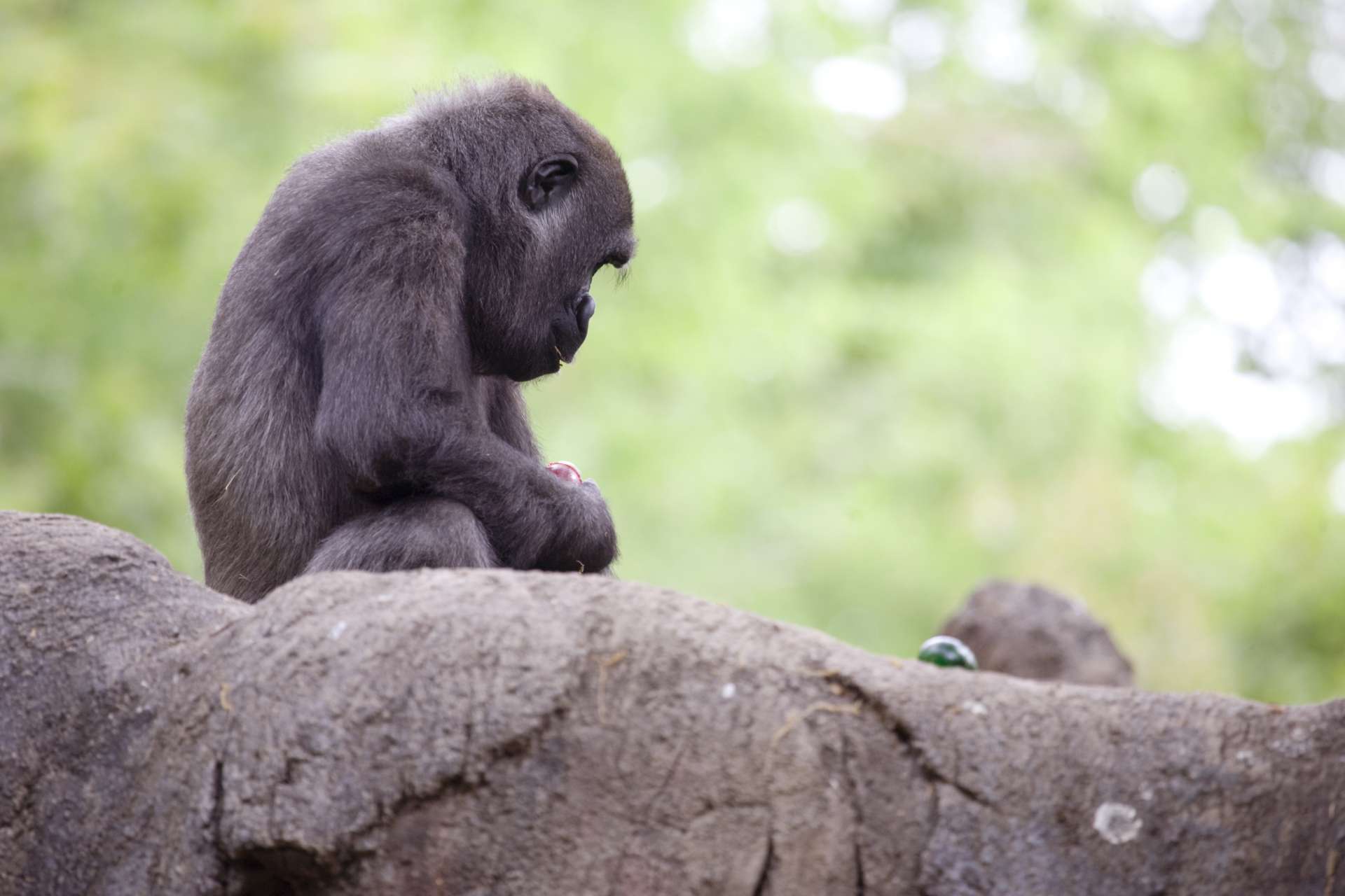Gorilla Egg Hunts and More Zoo Atlanta
