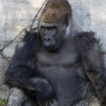 Gorilla Kidogo sits against a rock wall.