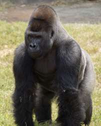 Gorilla Kidogo stands in green grass.