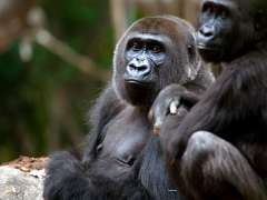 Two gorillas sit near each other.