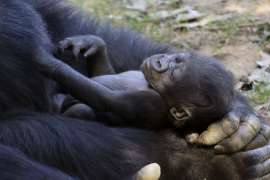 A small infant gorilla lays in its mother's arms.