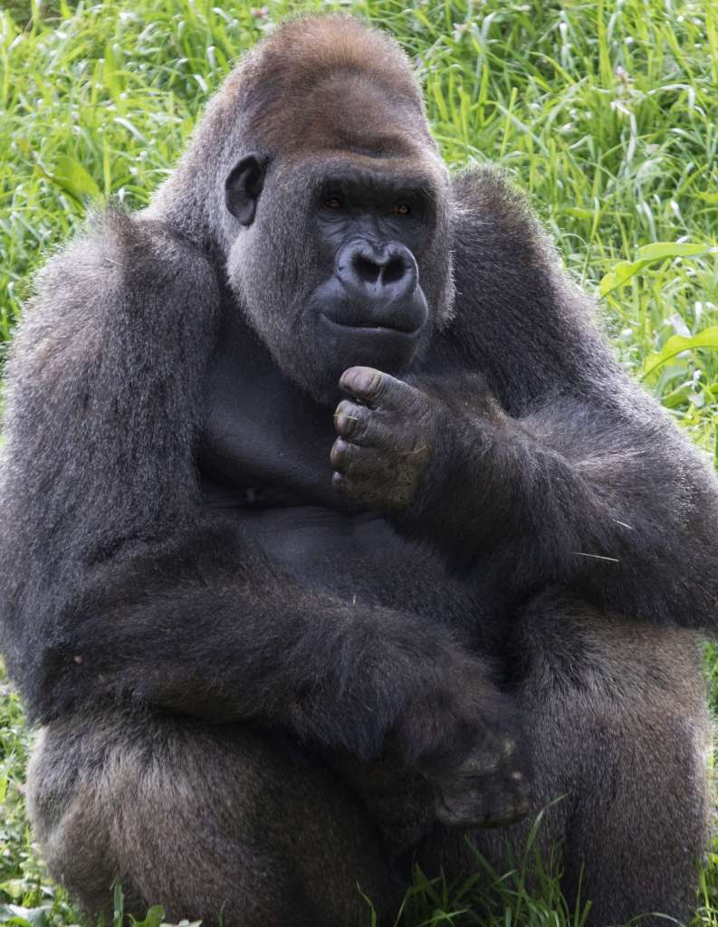 hairless gorilla demon