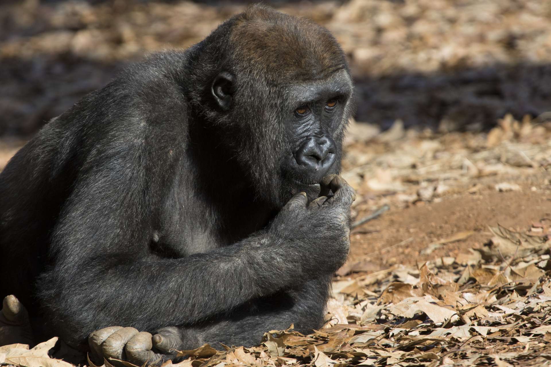 Gorillas get their flu shots, too Zoo Atlanta