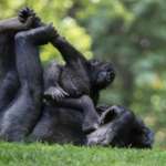 Young gorilla Mija sits on her sister Merry while playing in the grass.